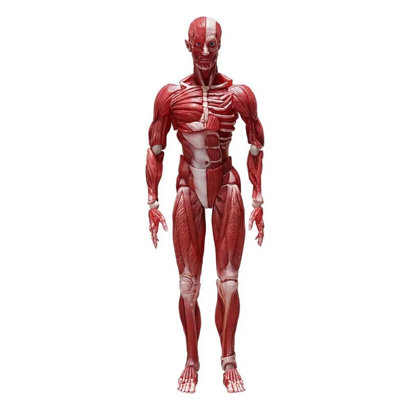 Originale Vitrine style geek: Original Character figurine Figma Human Anatomical Model 15 cm